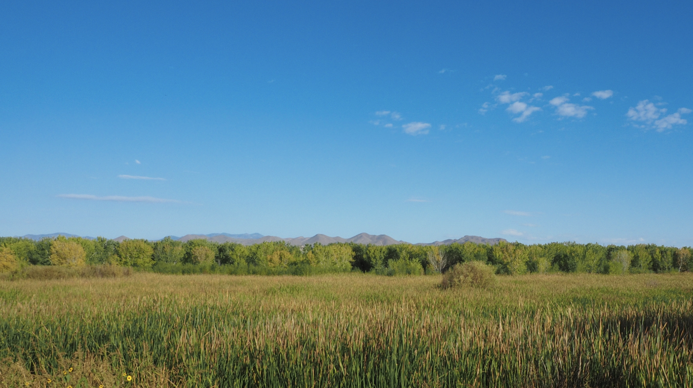 Conservation of New Mexico’s riparian and wetland ecosystems